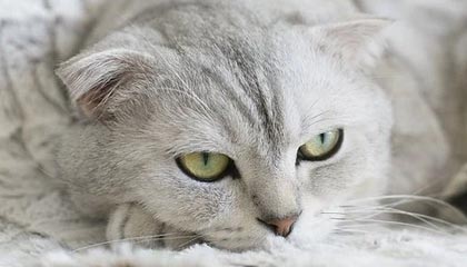 开云体育官网：引领在线体育娱乐新纪元